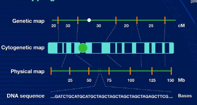 <ul><li><p>The work done to show relative location of genes</p></li><li><p>Use recombination frequency to map genes</p></li><li><p>Genes are arranged according to that frequency</p></li></ul><p></p>