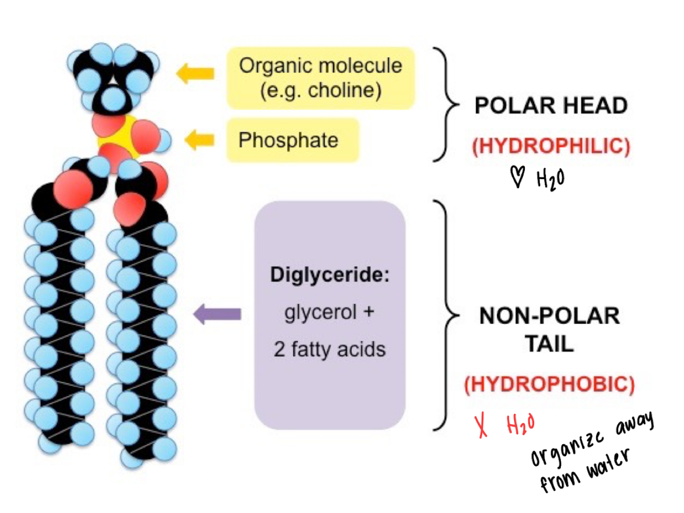 <p>NP molecules are not water soluble → water interacts with itself and excludes the NPM →</p><p>PHOSPHOLIPIDS FORM BIOLOGICAL MEMBRANES IN WATER BECAUSE OF HYDROPHOBICITY OF FATTY ACIDS</p>