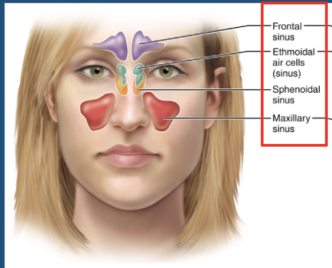 <p>what are the paranasal sinuses ? </p>