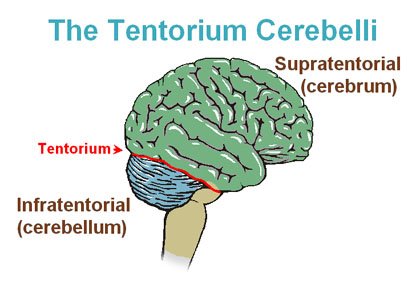 <p>What does the tentorium cerebelli do?</p>