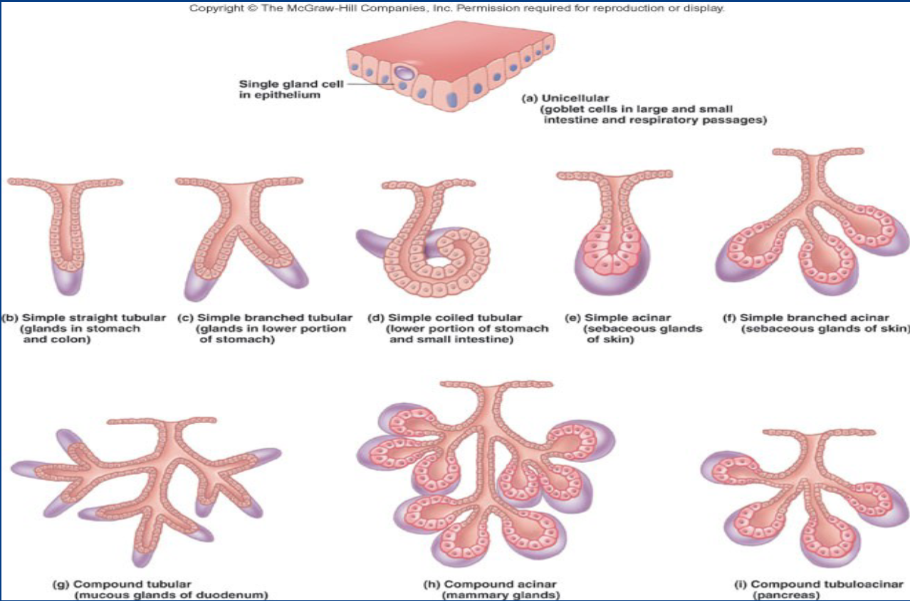 <ul><li><p>Glands composed of multiple secretory cells and supportive connective tissue.</p></li><li><p>many cells acting as one unit</p></li></ul><p></p>