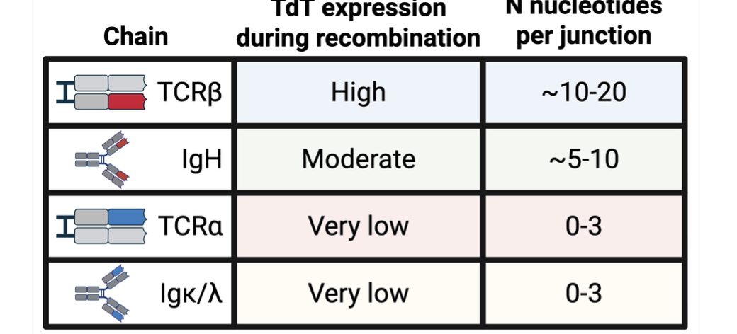 <p>due to the presence of additional nucleotides added during V(D)J recombination, which enhances the variability of the T cell receptors. </p>