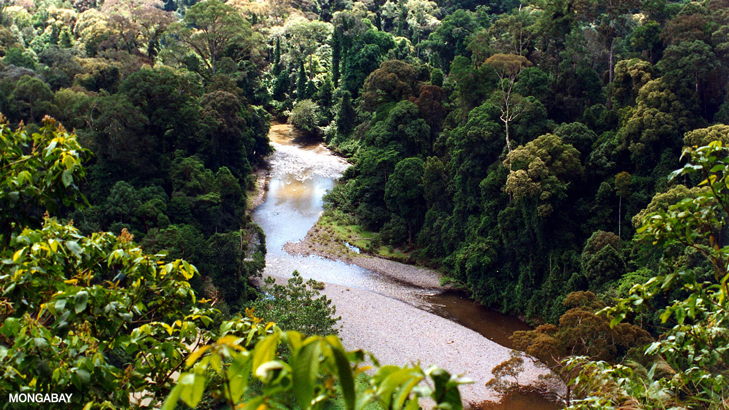 <p>Tropical Forest</p>