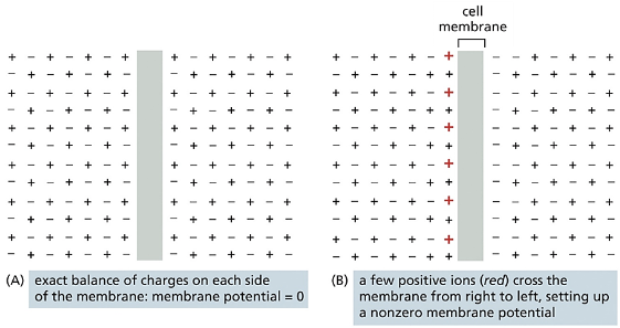 <p>membrane potential</p>