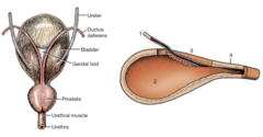 <p>the most cranial part</p>