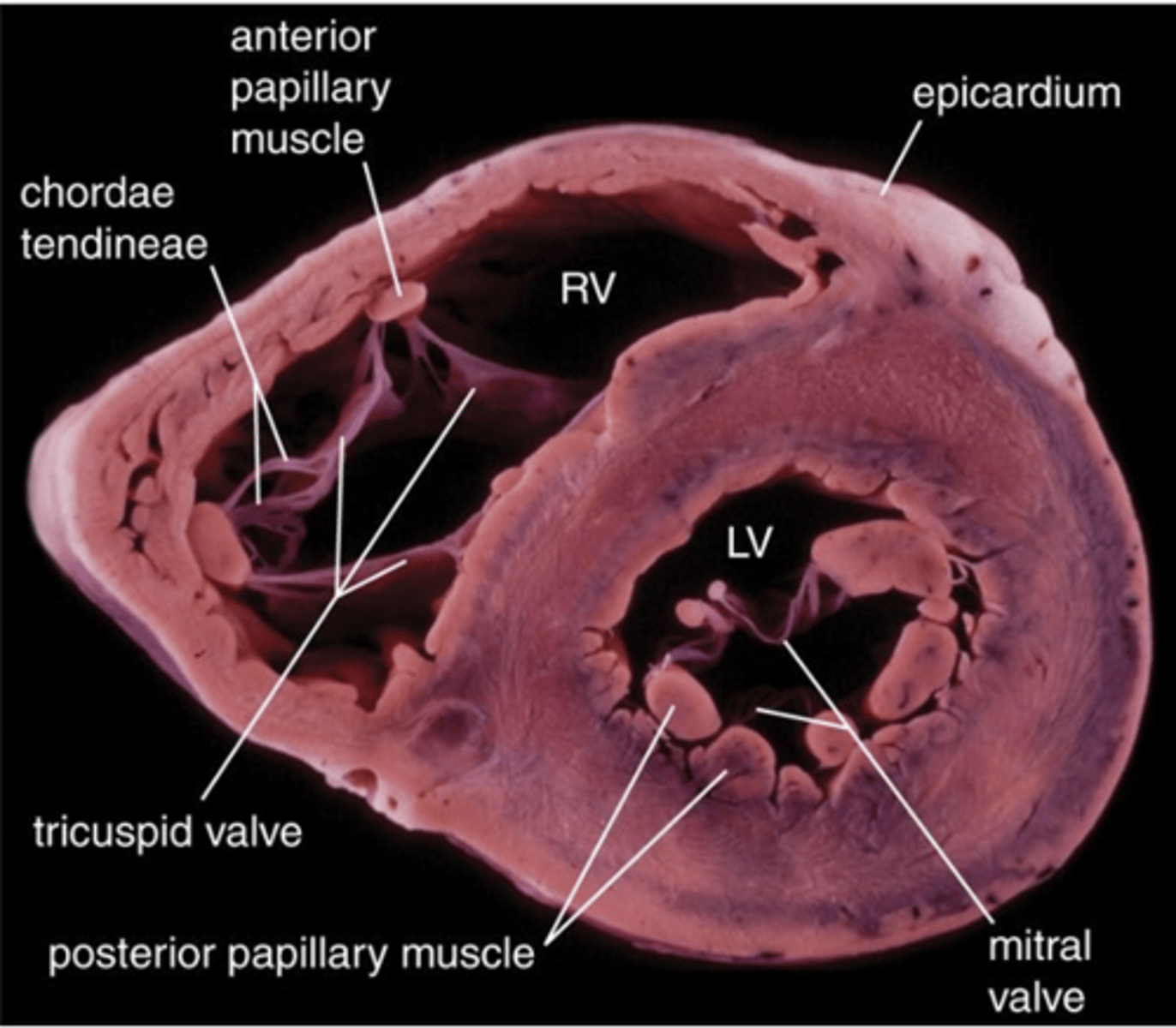 <p>Besides cardiac muscle, what other type of tissue is found in the myocardium?</p>