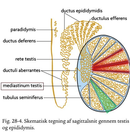 <ul><li><p><strong>Tunica albuginea </strong>(stroma): Tyk, meget stærk BV-kapsel om testis, beklædt med mesothel fra lamina visceralis af tunica vaginalis, sender <strong><em>septulae testis </em></strong>ind i testis, som opdeler testis <strong><em>200-300 lobuli </em></strong>(kileformede), septulae mødes i et fibrøst legeme bagtil kaldet <strong><em>mediastinum</em></strong></p></li><li><p><strong>Tunica vasculosa testis</strong> (stroma): Løst vaskuliseret BV under tunica albuginea og langs septulae, sammenhængende med interstitiet</p></li><li><p><strong>Tubuli seminifer contorti</strong> (parenkym): 2-4 pr. lobulus = 750 stk. i alt, ca. 55 cm pr stk.</p></li><li><p><strong>Tubuli seminiferi recti</strong> (parenkym): kort lige stykke, mødes i mediastinum testis og danner et net kaldet <strong>rete testis</strong></p></li><li><p><strong>Interstitiet </strong>= væv i lobuli mellem tubuli!: Indeholder leydigceller = endokrint væv</p></li></ul><p></p>
