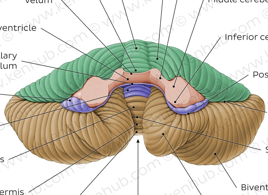 <p>little middle bumps on cerebellum, purple on image</p>