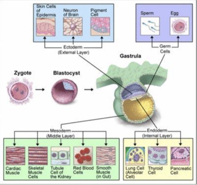 <p>zygote —> blastocyst —> gastrula (with ecto, meso, endoderm)</p>