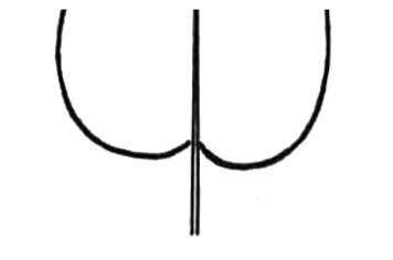 <p>A heart-shaped leaf base with notch at base. </p>