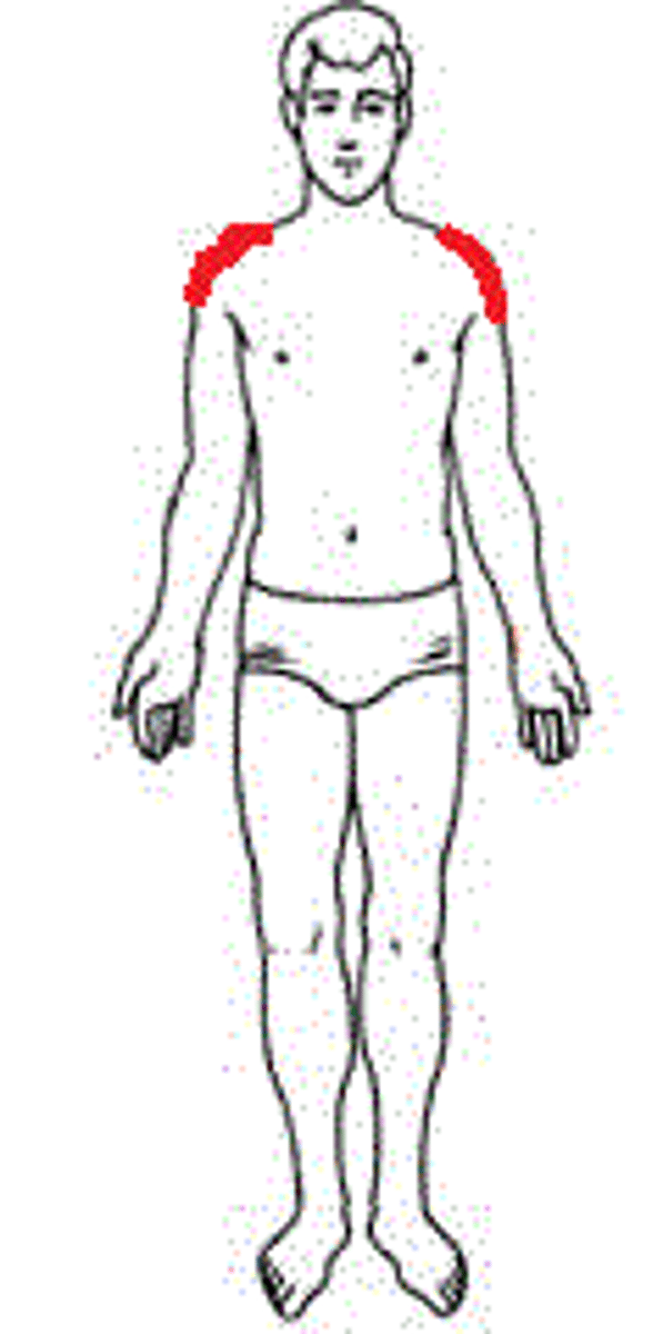 <p>point of shoulder</p>