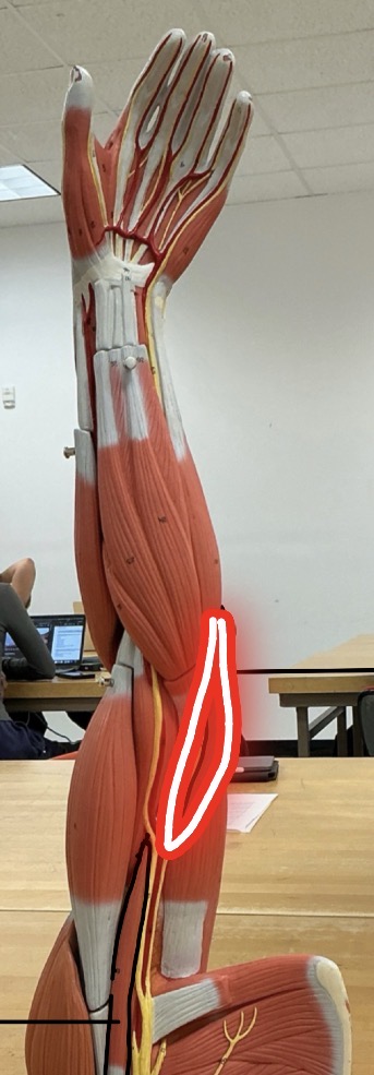 <p>Origin: Humerus</p><p>Insertion: Ulna</p><p>M</p>
