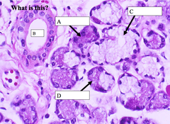 <p>-in salivary gland</p><p>-C</p>