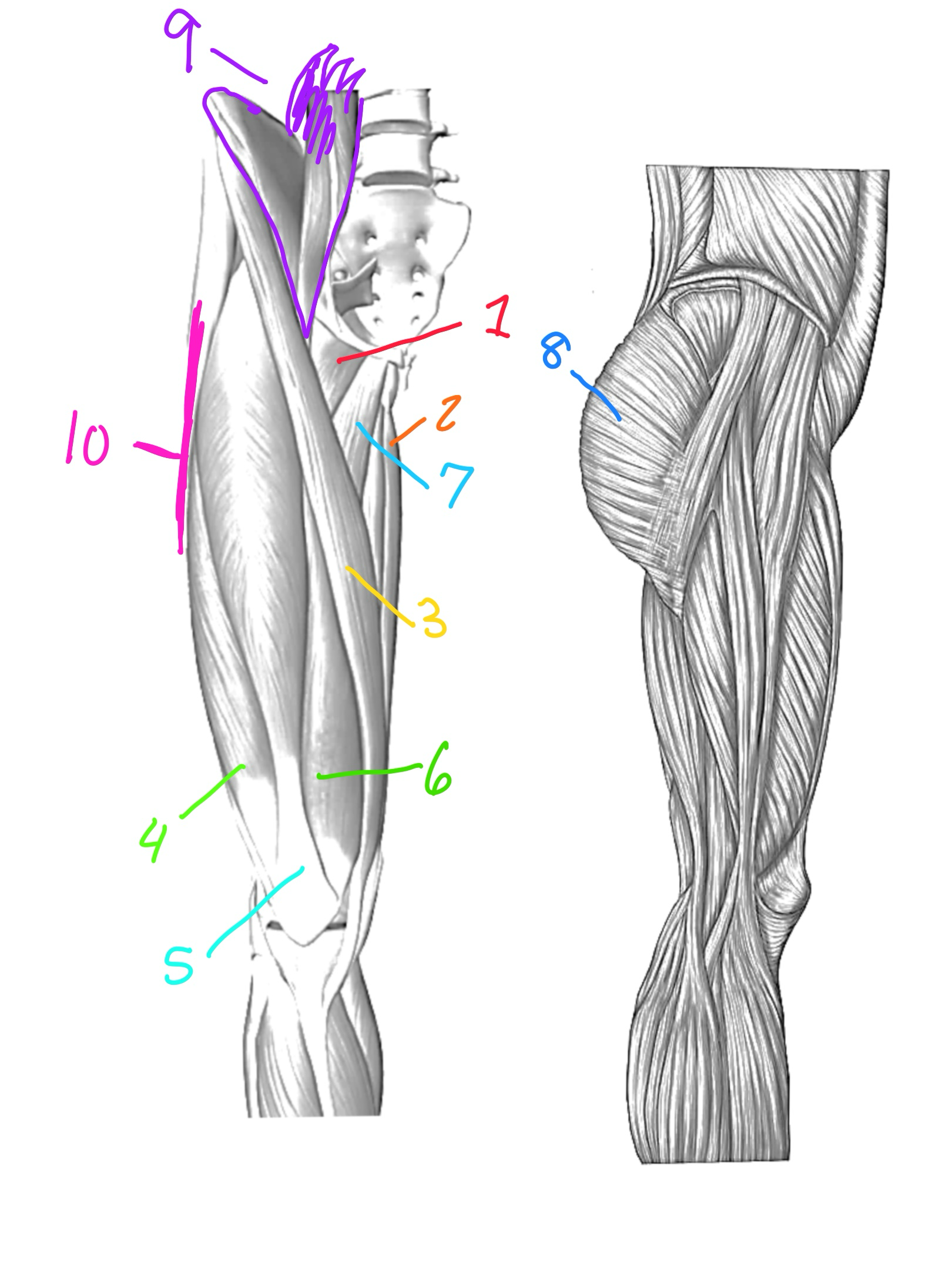 <p>Vastus Lateralis</p>