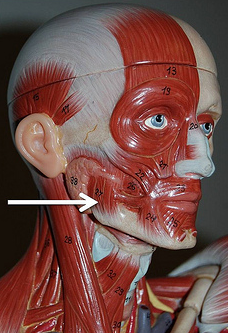 <p>Muscle, Origin, Insertion, Action. Perform the action on your own body</p>