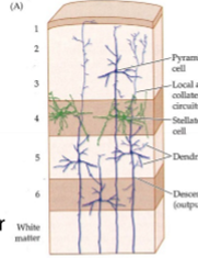 <p>Interneuron i neocortex - Vad är neocortex och vilka celltyper?</p>
