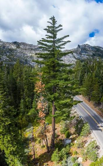 <p><em><mark>Pinus lambertiana</mark></em></p>
