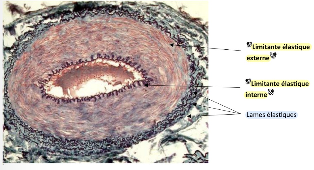 <p>Artère musculaire: en périphérie, intima plus épais, régulation distribution sanguine. </p>