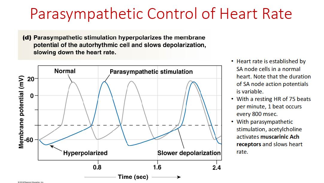 <p><span>Hyperpolarizing graded potential and activation of parasympathetic nervous system will decrease heart rate.</span></p>