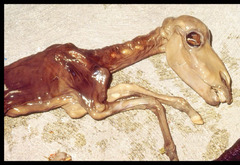 <p>Mummy or macerated?</p>