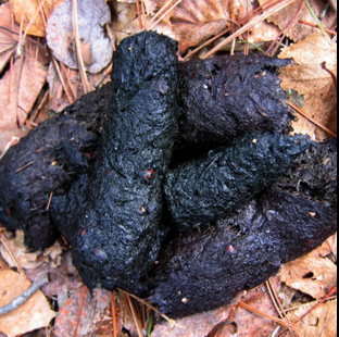 <p>Very, very, variable. Likely large with undigested plant material.</p>