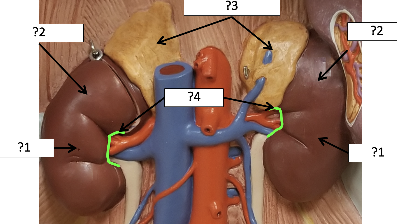 <p>3 Name the organ?</p>
