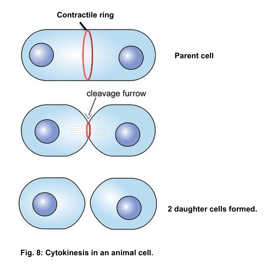 <ul><li><p>a contractile ring (protein), made of actin filaments, surrounds the dividing cell</p><ul><li><p>as the contractile ring contracts, it pulls the cell surface membrane inwards to form a cleavage furrow</p></li><li><p>cleavage furrow deepens and eventually separates to form 2 daughter cells</p></li></ul></li></ul><p></p>
