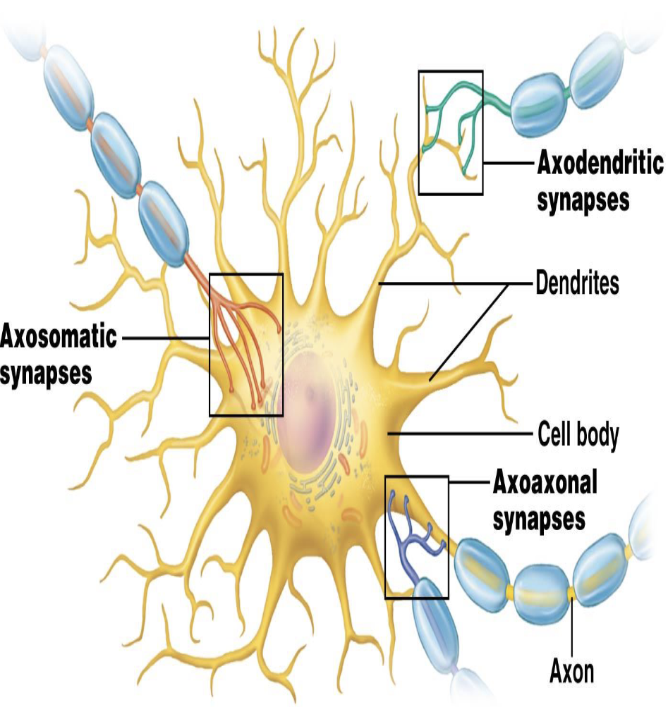 <ul><li><p>What is an <strong><em>axodendritic</em></strong> synapse?</p><ul><li><p>What is an <strong><em>axosomatic</em></strong> synapse?</p><ul><li><p>What is an <strong><em>axo axonal</em></strong> synapse?</p></li></ul></li></ul></li></ul><p></p>