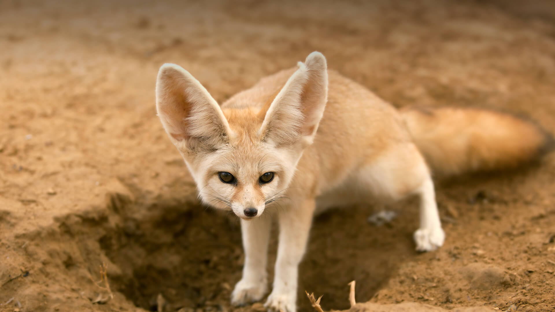 <p>Fennec Fox</p>