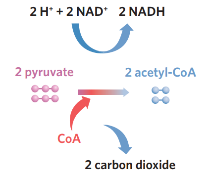 <ul><li><p>link reaction: pyruvate → acetyl-CoA + CO<sub>2</sub> + NADH</p><ul><li><p>pyruvate produced in glycolysis is transported to the mitochondria matrix. it then combines with coenzyme A (CoA) to form acetyl-CoA (2C). during this link reaction, pyruvate is further oxidised (loses electrons), and in order to capture this energy, coenzyme NAD<sup>+</sup> is reduced (accepts these electrons), producing NADH</p></li><li><p>pyruvate has to be converted immediately because it’s toxic!!</p></li><li><p>this link reaction also releases CO<sub>2</sub> and produces NADH that is later used in the ETC</p></li></ul></li></ul><p></p>