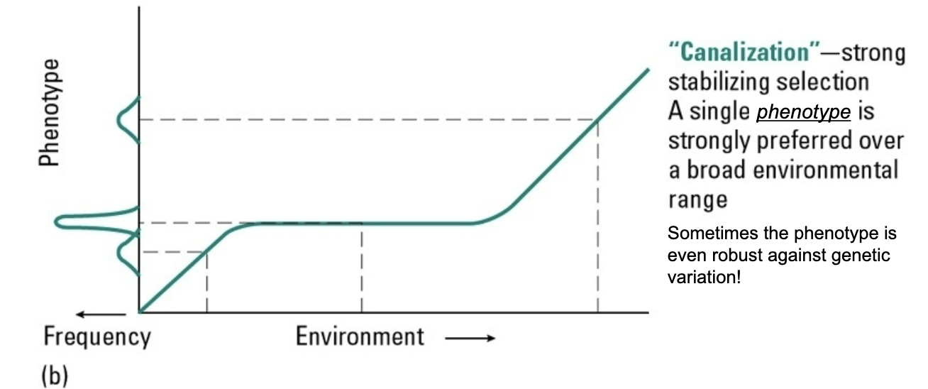<p>strong stabilizing selection. a single phenotype is strongly prefered over a broad enviormental range </p>