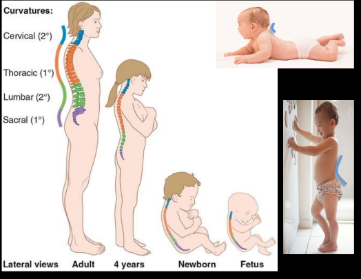 <p>Primary curves- before birth</p><ul><li><p>Thoracic</p></li><li><p>Sacral</p></li></ul><p></p><p>Secondary curves- with mile stones, aka lordoses</p><ul><li><p>Cervical- when baby lifts head</p></li><li><p>Lumbar- when toddler stands</p></li></ul><p></p>