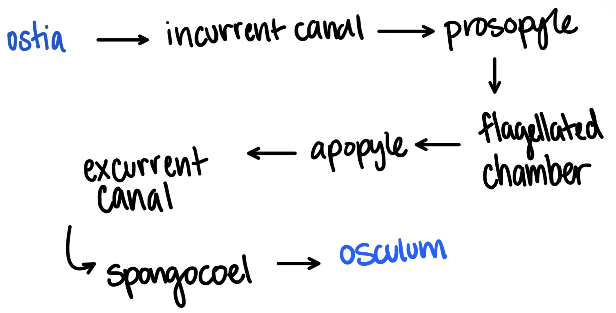 <p>most complex and efficient sponge canal system</p><ul><li><p>ostia → “many small chambers” → osculum</p></li></ul><p></p>
