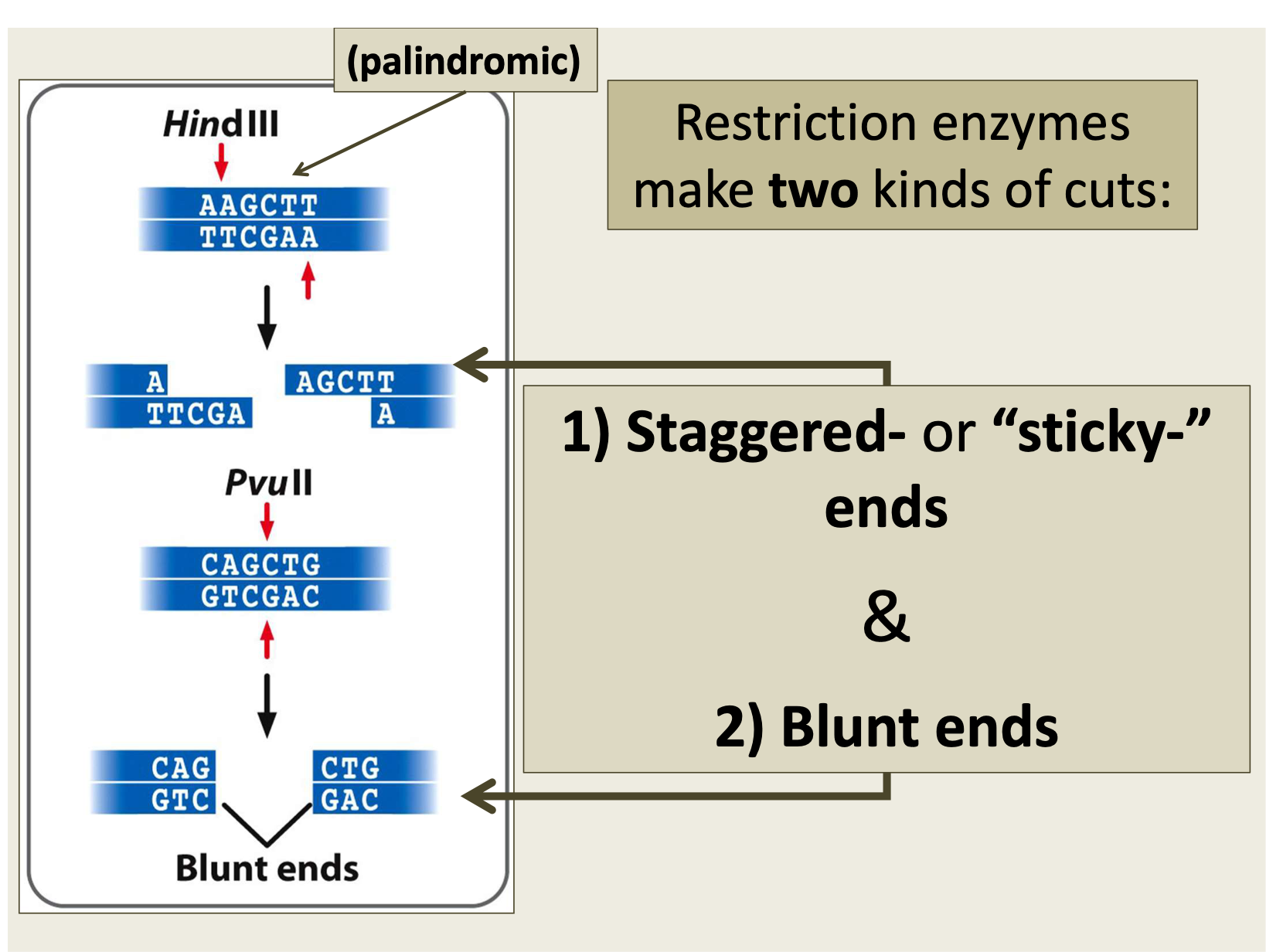 <p>1) staggered/ “sticky” ends </p><p>2 blunt ends </p>