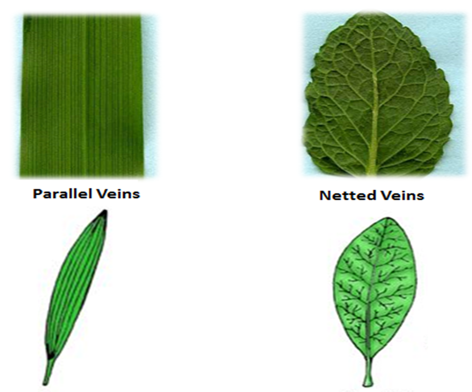 <ul><li><p>main photosynthetic organ of most vascular plants</p></li><li><p>leaves intercept light, exchange gases, dissipate heat, and defend the plant from herbivores/pathogens</p></li><li><p><strong>Blade</strong> and <strong>petiole</strong> (attached to node on stem)</p></li><li><p>Monocots: have parallel veins</p></li><li><p>Dicots: have branching veins</p></li></ul><p></p>