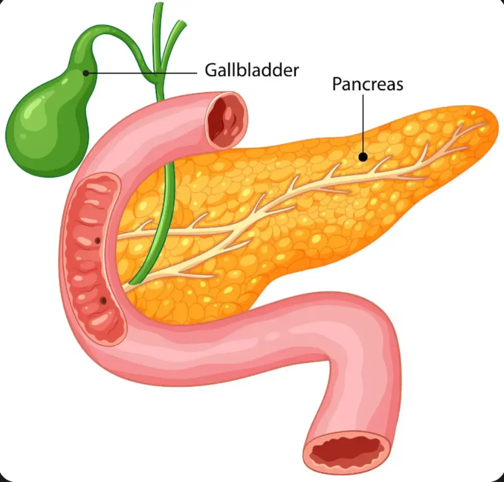 <p>pancreas function?</p>