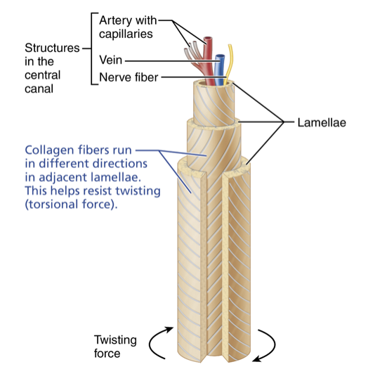 <p>Different directions of collagen fibers differs between neighboring lamellae. Resists torsional (twisting) forces as one lamella reinforces its neighbor</p>
