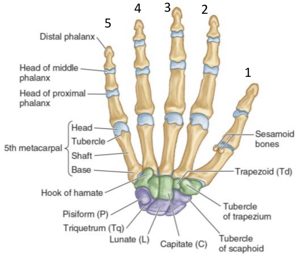 <p><span>Proximal, middle and distal.</span></p>