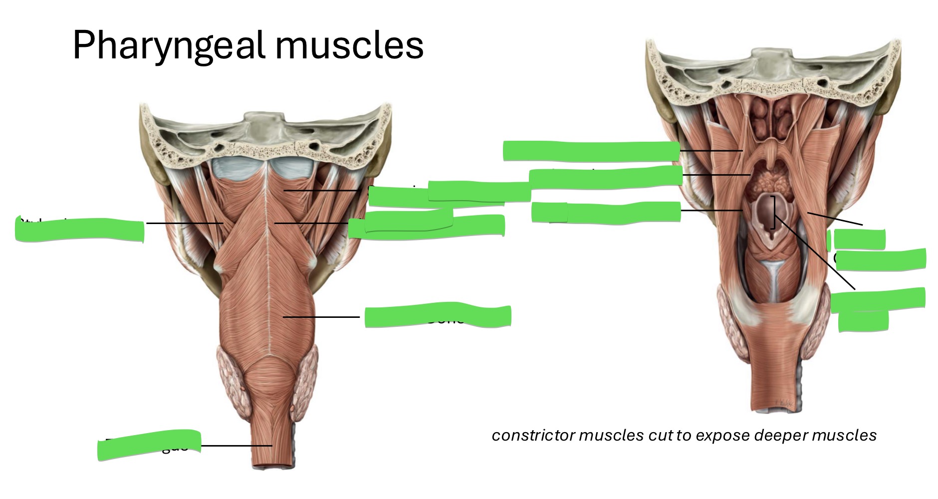 <p>Fill in the blank </p>