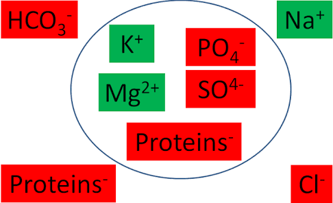 <p><span>The main cation outside the cell is:</span></p>