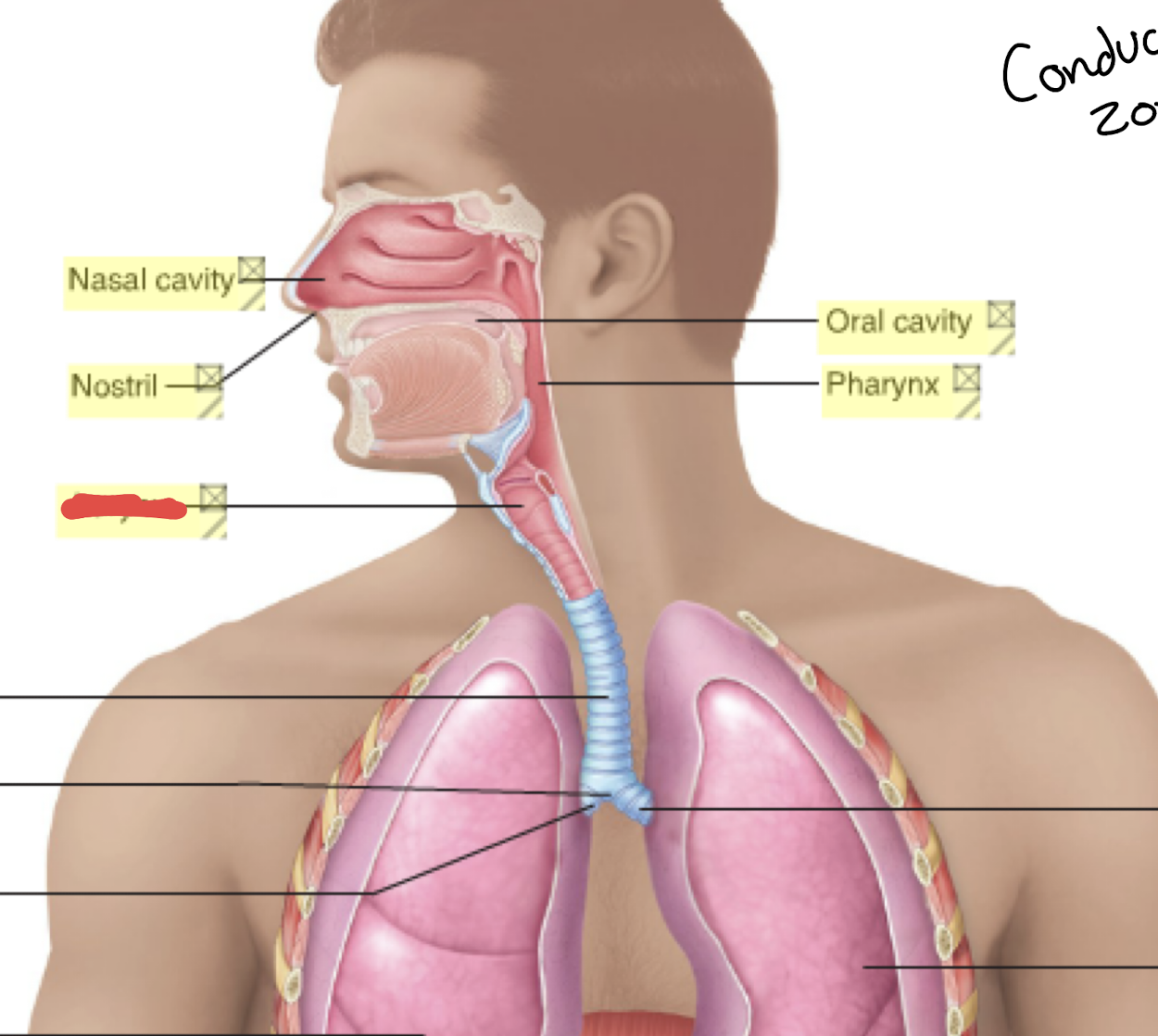 <p>Name this; voice box made of 9 cartilages </p>