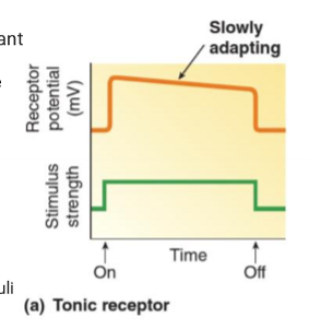 <p>What are tonic receptors?</p>