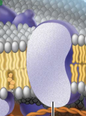 <p>Which kind of protein is this</p>