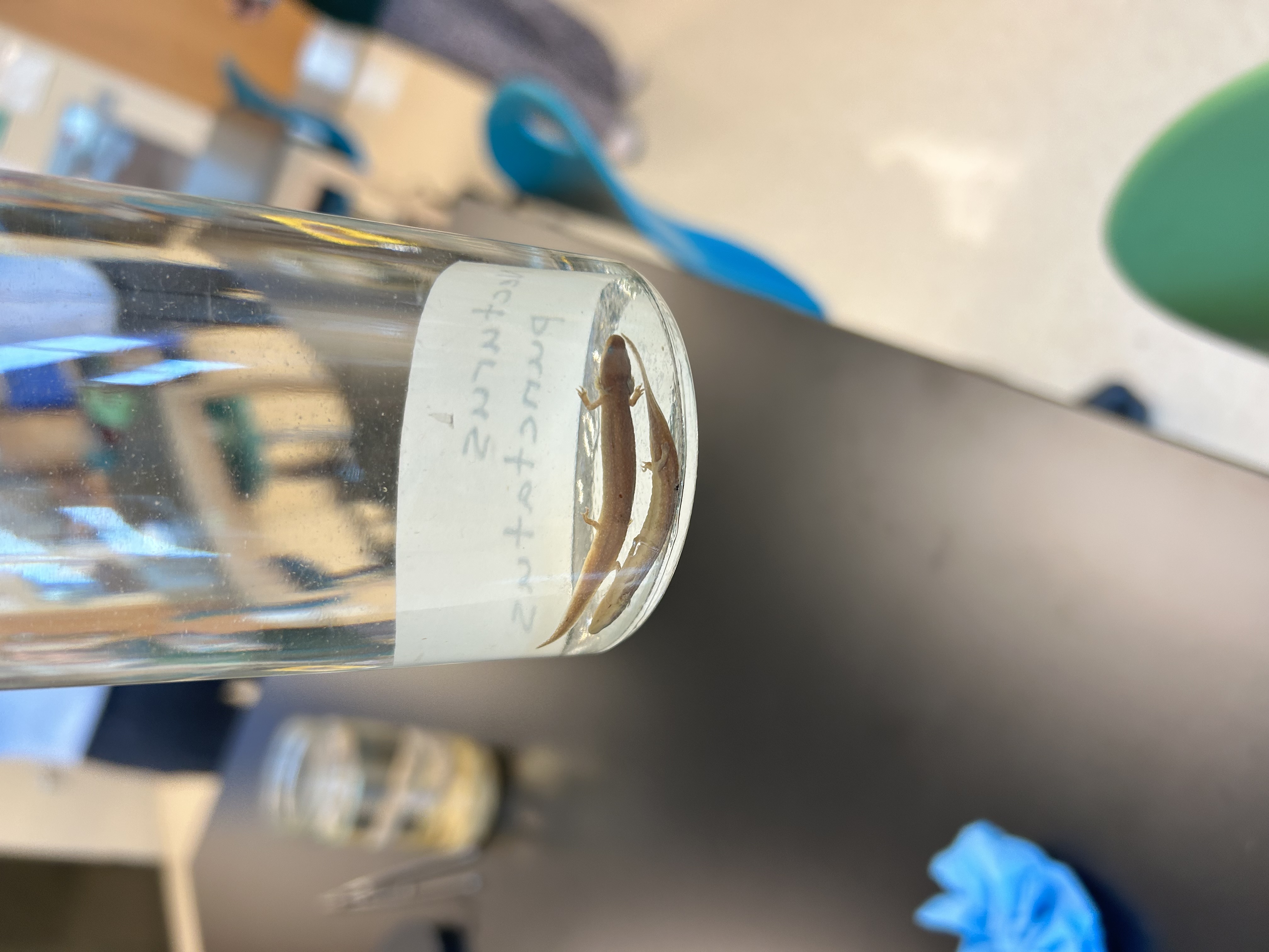 <p>-small</p><p>-no blotches/spots</p><p>-flattened tail</p>