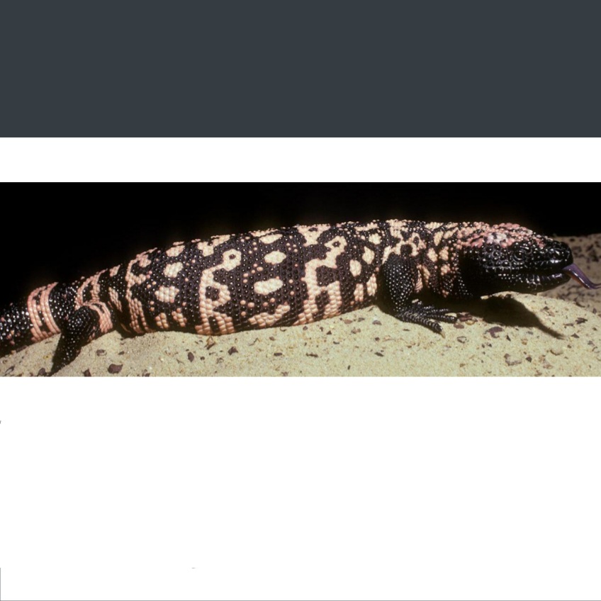 <p>name this animal</p>