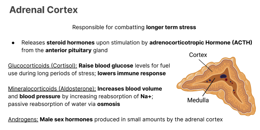 <p><strong>Androgens</strong>: <strong>Male sex hormones</strong> produced in small amounts by the adrenal cortex</p><p></p><ul><li><p><strong>Released by the adrenal cortex</strong></p></li></ul><p></p>