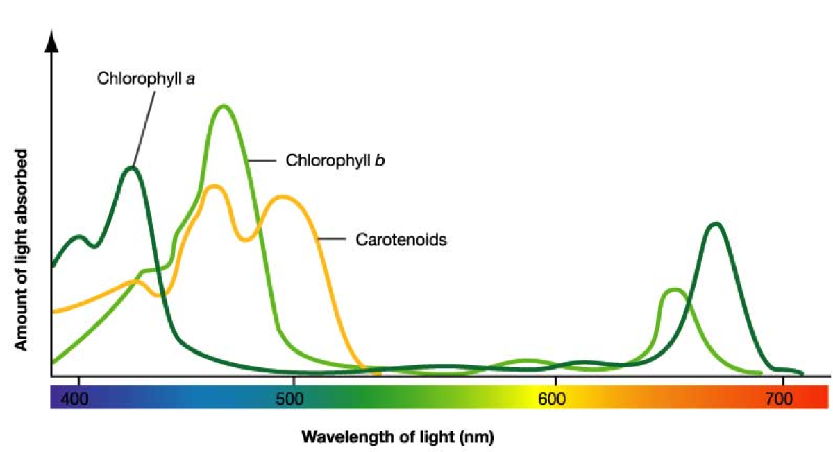 <p>As photosynthesis progresses and blue DPIP is reduced to colorless, the absorbance value decreases.</p>