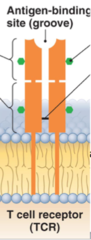 <p>1. Ion-channel ligand receptor</p><p>2. G-protein coupled protein receptors</p><p>3. Enzyme coupled receptors</p>