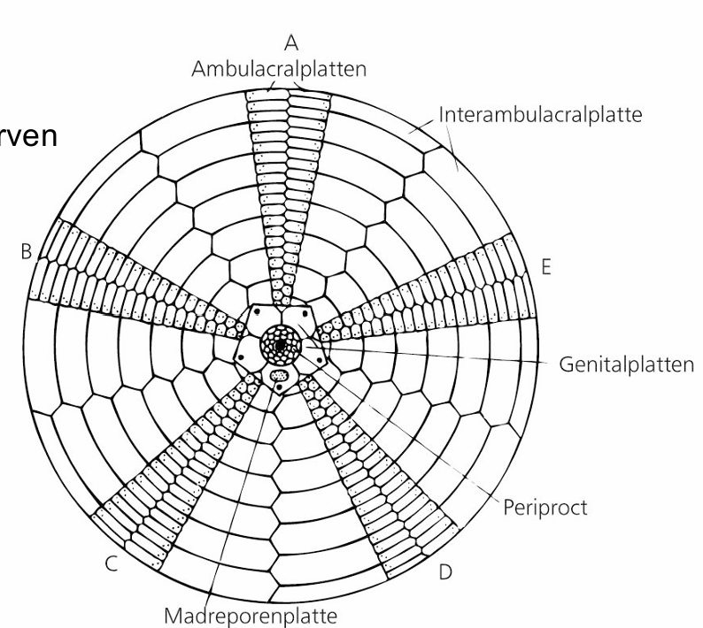 <ul><li><p>Nur marin, Autonomie</p></li></ul><p>Symmetrie</p><ul><li><p>Asymmetrischer oder radiärsymmetrischer Körper: Pentamer -> 5 Radien (Ambulacren) <span style="color: rgb(244, 17, 17);">mit coelomatischem Kanalsystem sowie 5 Radiärnerven</span> UND 5 Interradien (Interambulacren)</p><ul><li><p>Crinoida & Asterozoa -> Radien zu Armen ausgewachsen</p></li><li><p>Echinozoa (Echinoida & Holothuroida) -> Radien zusammengebogen</p></li></ul></li><li><p>Symmetrie entsteht erst bei Metamorphose aus zunächst bilateralsymmetrischer Larve (sekundär)</p></li><li><p>Teilweise sekundäre (tertiäre) Bilateralsymmetrie (Holothuridea und einige Echinoidea)</p></li><li><p>Hauptachse: Mund (Oralseite) - After (Aboralseite)</p></li><li><p>Ursprünglich: Oralseite links, Aboralseite rechts</p></li></ul><p></p>