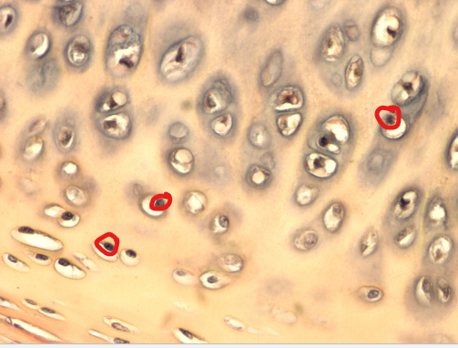 <p>what Cell(s) is this?</p>